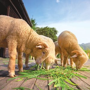 VetGuard Probiotic Paste