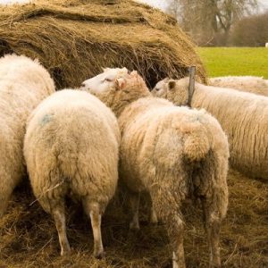 VetHealth Daily Multivitamin