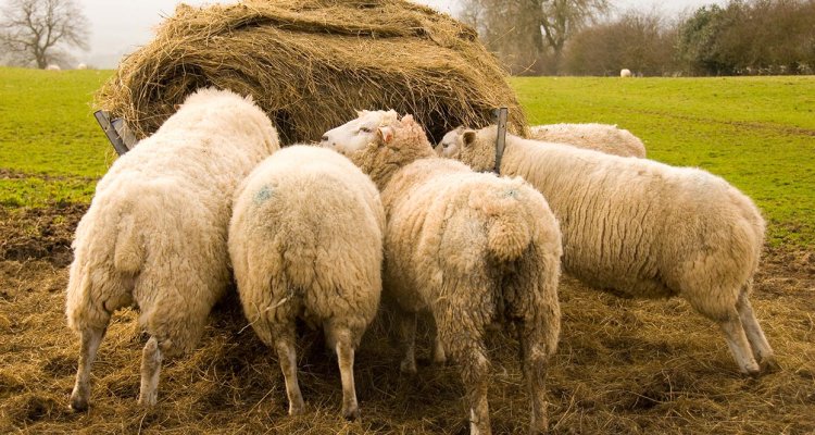 VetHealth Daily Multivitamin