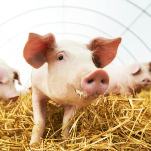 PuppyGlow Teeth Cleaning Gel