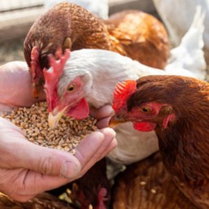 PawSoft Therapeutic Lotion